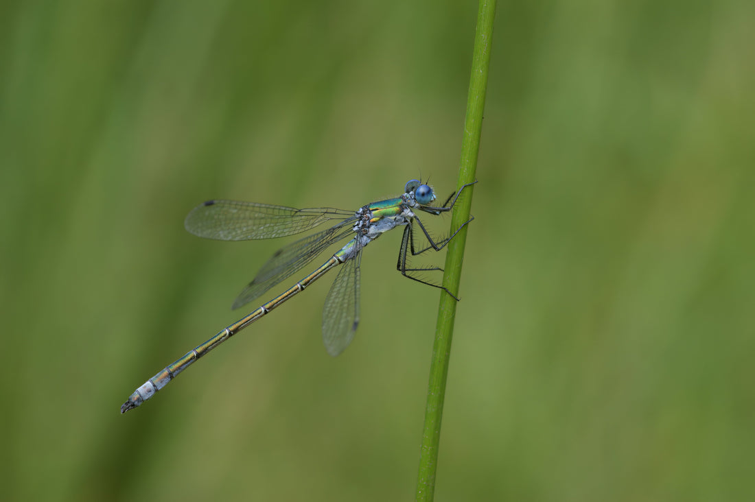 The Dragonfly: A Tiny Messenger of Transformation, Light, and Wonder