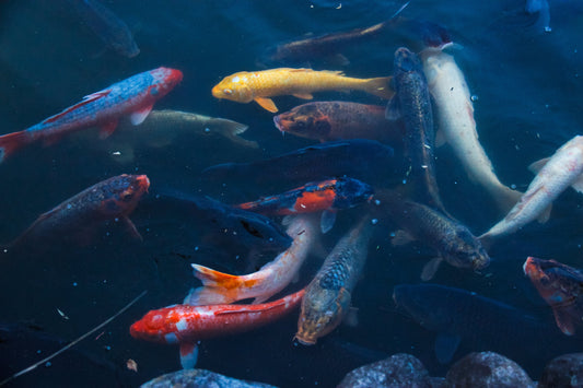Koi Fish: Swimming Through History, Art, and Symbolism