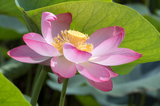The Lotus Flower: A Timeless Symbol of Growth, Mindfulness, and Transformation